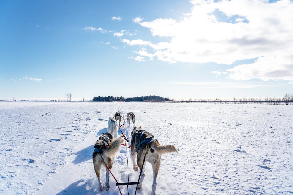 dog-sledding-winter-day
