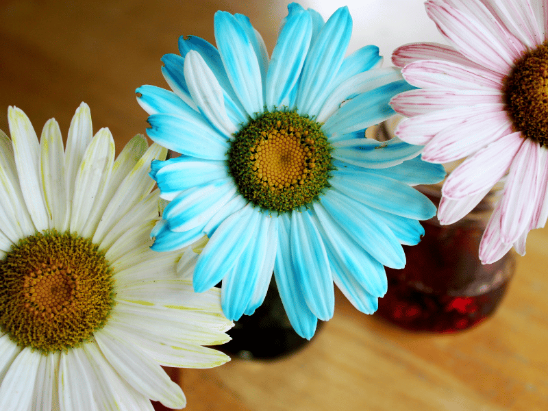 dye-flowers-kids-craft